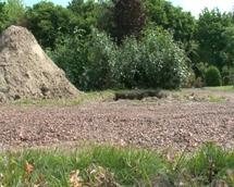 plaatje: Primeur voor Belgi�